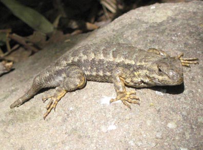 Fence Lizard
